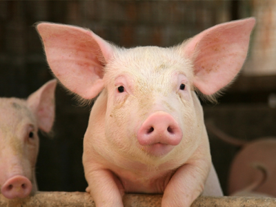Pig slaughter process